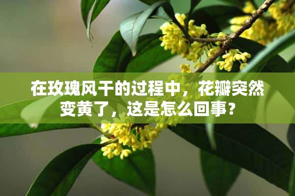 在玫瑰风干的过程中，花瓣突然变黄了，这是怎么回事？