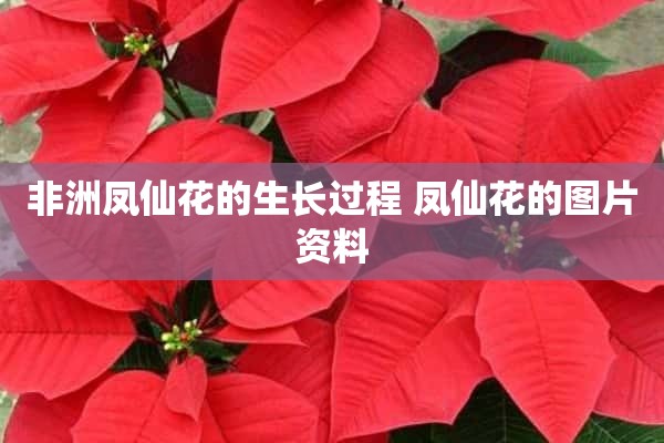 非洲凤仙花的生长过程 凤仙花的图片资料