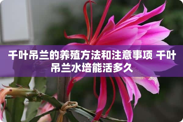 千叶吊兰的养殖方法和注意事项 千叶吊兰水培能活多久