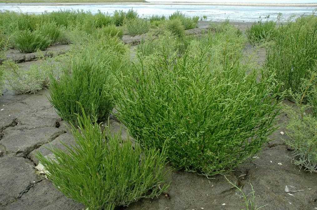 海蓬子是沿海地区的绿色卫士，守护生态环境与健康