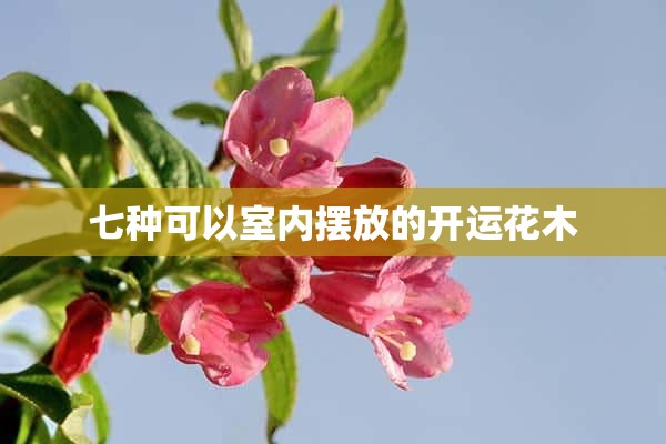 七种可以室内摆放的开运花木