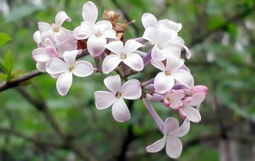 丁香花怎么播种繁殖？丁香花的播种繁殖方法