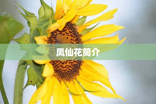 凤仙花简介