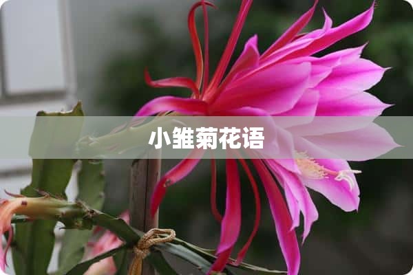 小雏菊花语