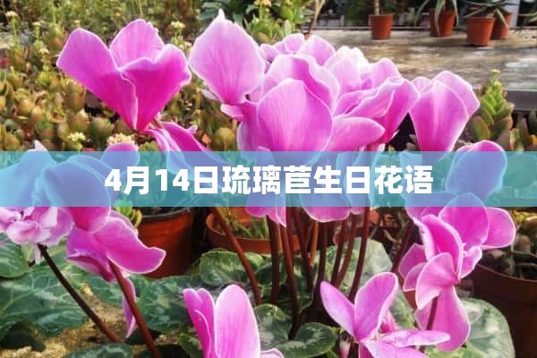 4月14日琉璃苣生日花语