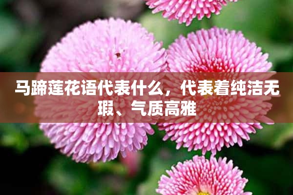 马蹄莲花语代表什么，代表着纯洁无瑕、气质高雅