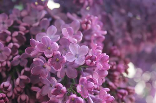 丁香花怎么播种繁殖？丁香花的播种繁殖方法