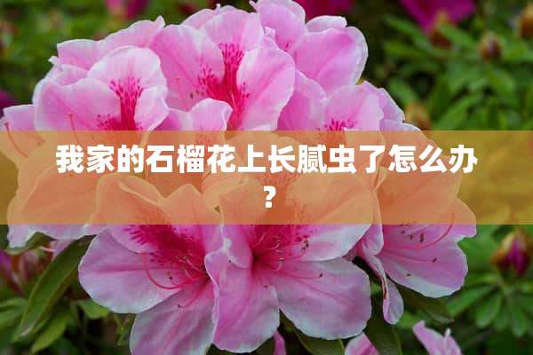 我家的石榴花上长腻虫了怎么办？