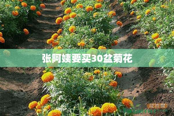 张阿姨要买30盆菊花