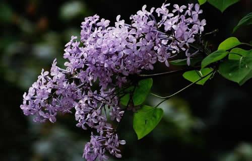 丁香怎么嫁接？丁香花的嫁接方法