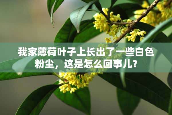 我家薄荷叶子上长出了一些白色粉尘，这是怎么回事儿？