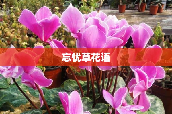 忘忧草花语