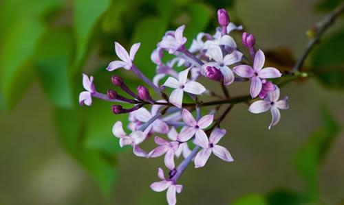 丁香怎么嫁接？丁香花的嫁接方法