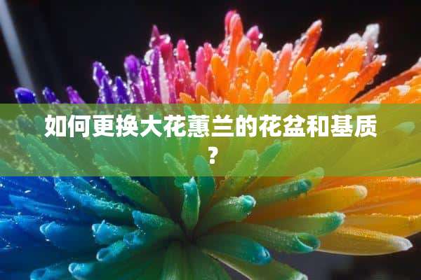 如何更换大花蕙兰的花盆和基质？