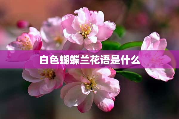 白色蝴蝶兰花语是什么