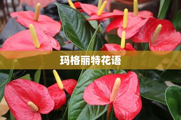 玛格丽特花语