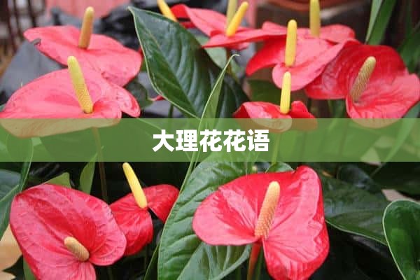 大理花花语