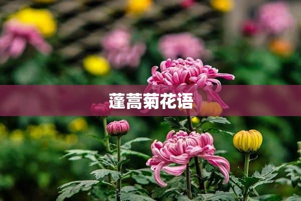 蓬蒿菊花语