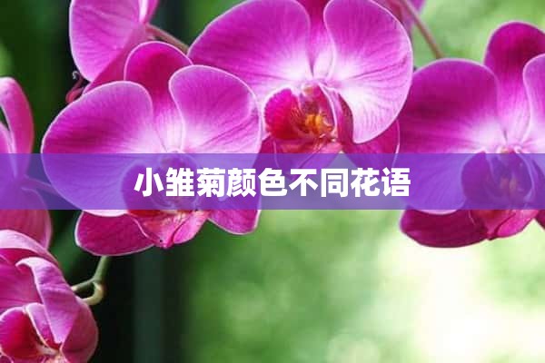 小雏菊颜色不同花语