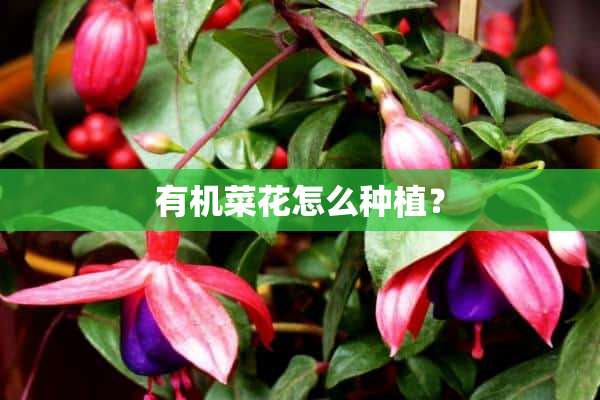 有机菜花怎么种植？