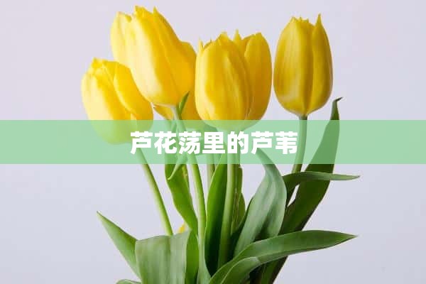 芦花荡里的芦苇