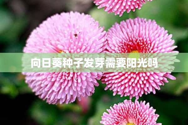 向日葵种子发芽需要阳光吗