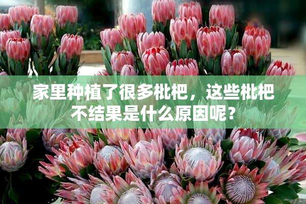 家里种植了很多枇杷，这些枇杷不结果是什么原因呢？