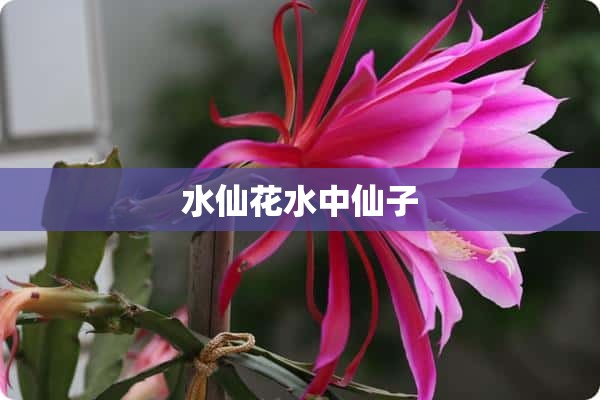 水仙花水中仙子