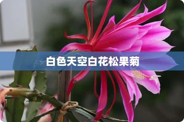 白色天空白花松果菊