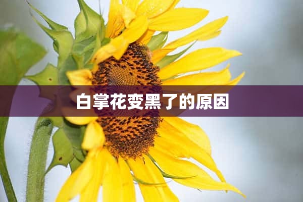 白掌花变黑了的原因