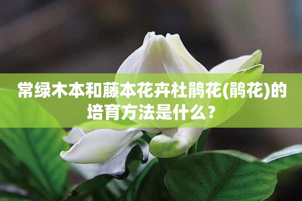 常绿木本和藤本花卉杜鹃花(鹃花)的培育方法是什么？