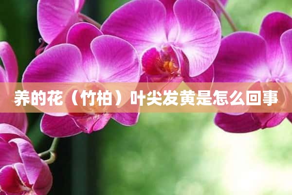 养的花（竹柏）叶尖发黄是怎么回事