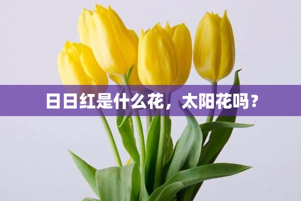 日日红是什么花，太阳花吗？