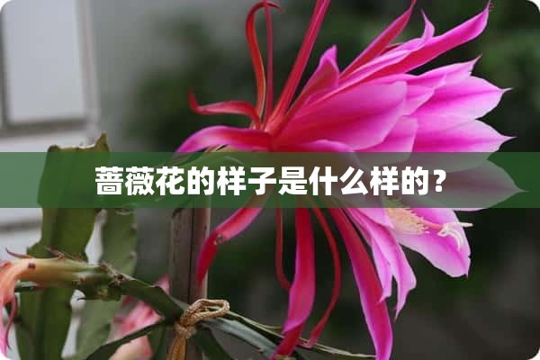 蔷薇花的样子是什么样的？