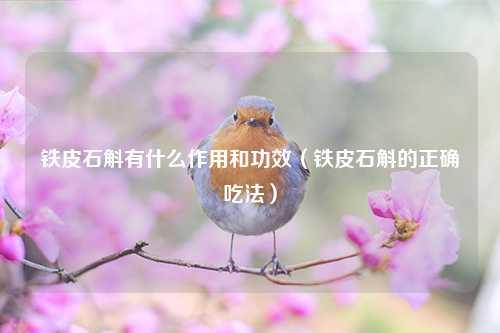 铁皮石斛有什么作用和功效（铁皮石斛的正确吃法） 花卉