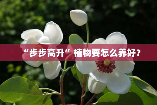 “步步高升”植物要怎么养好？