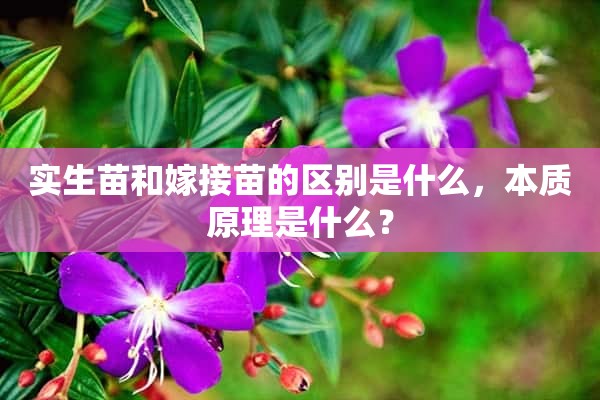 实生苗和嫁接苗的区别是什么，本质原理是什么？