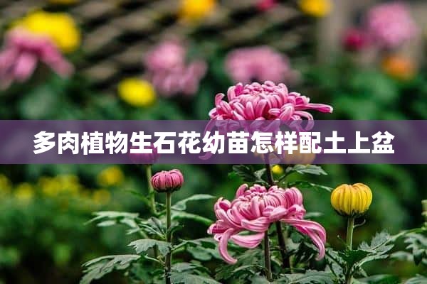 多肉植物生石花幼苗怎样配土上盆