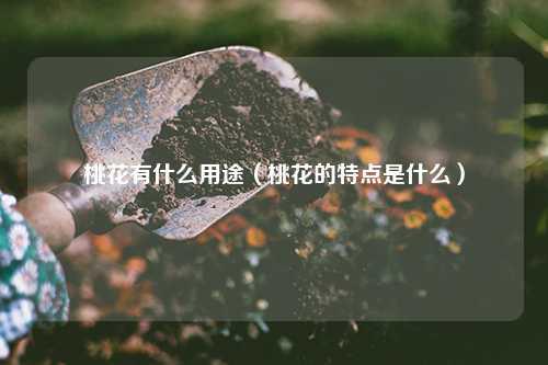 桃花有什么用途（桃花的特点是什么） 花卉