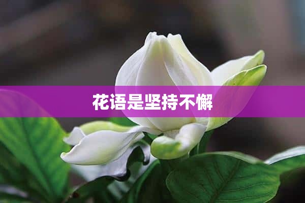 花语是坚持不懈