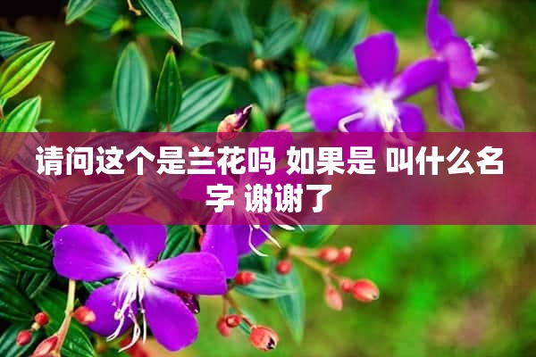 请问这个是兰花吗 如果是 叫什么名字 谢谢了