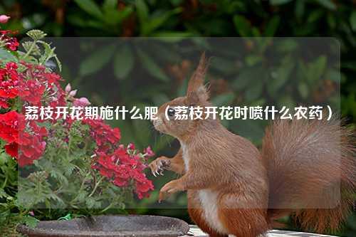 荔枝开花期施什么肥（荔枝开花时喷什么农药） 花卉