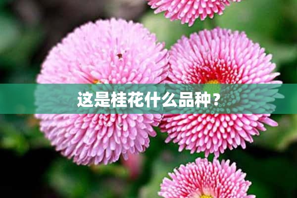 这是桂花什么品种？