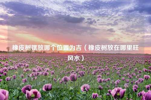 橡皮树摆放哪个位置为吉（橡皮树放在哪里旺风水） 花卉