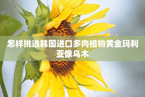 怎样挑选韩国进口多肉植物黄金玛利亚像乌木