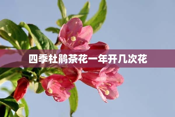 四季杜鹃茶花一年开几次花