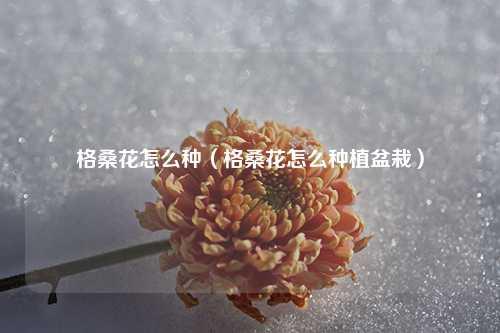 格桑花怎么种（格桑花怎么种植盆栽）