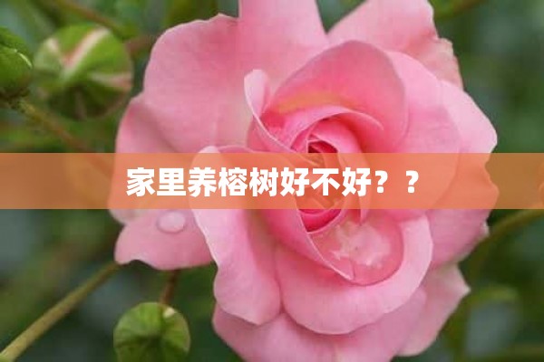 家里养榕树好不好？？