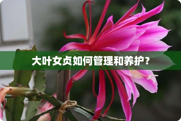 大叶女贞如何管理和养护？