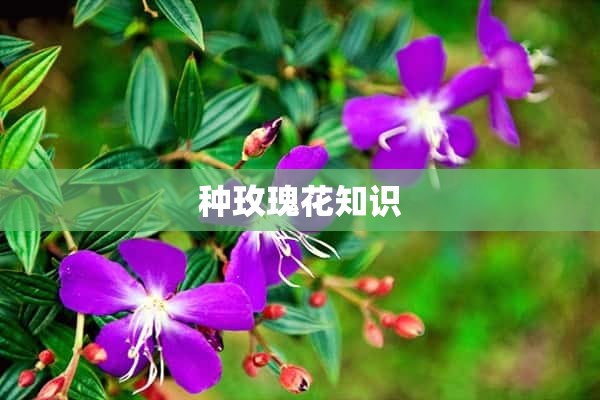 种玫瑰花知识